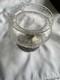 Antique Gorham Solid Sterling Silver & Cut Glass Rose Bowl Centerpiece